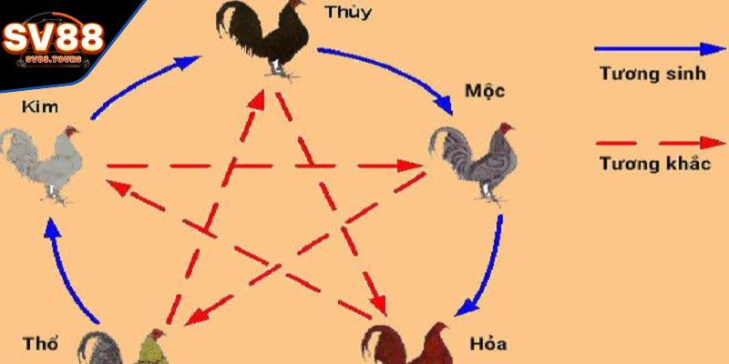 Giải đáp cho anh em về màu mạng gà đá