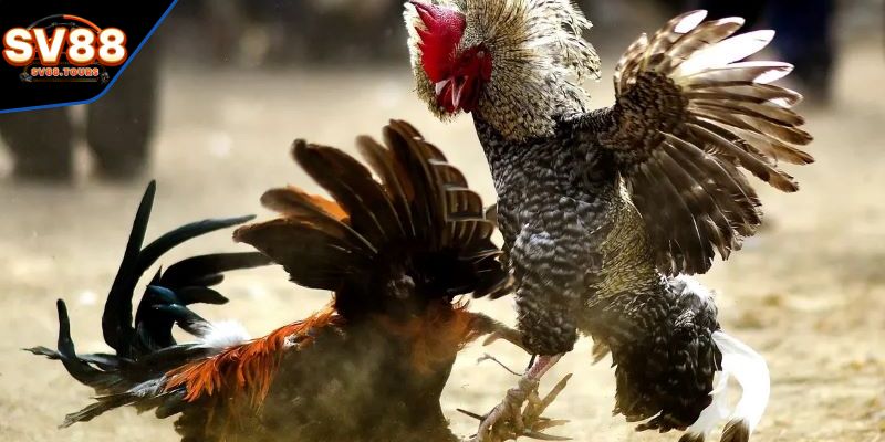 Nắm bắt những thuật ngữ đá gà quan trọng