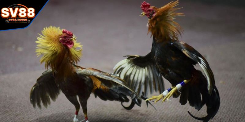 Từ ngữ riêng để chỉ về hành động của gà chiến